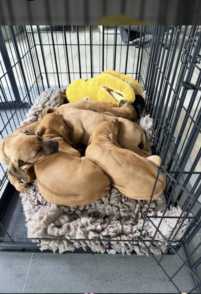 Mehrere Welpen liegen in einem Hundebett.