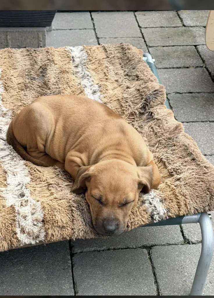 Ein Welpe schläft auf einer Decke.
